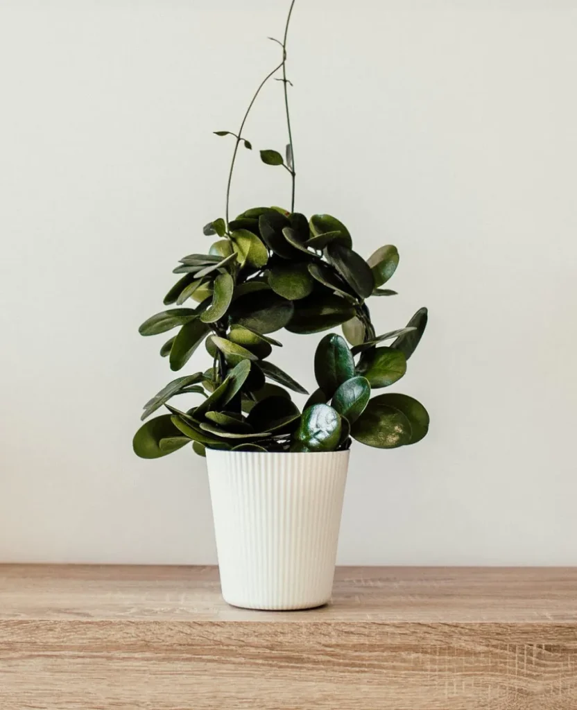 services plant image optimized services plant image optimized